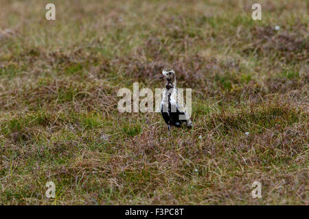 European Golden Plover Pluvialis apricaria maschio adulto in allevamento piumaggio sulla brughiera Foto Stock