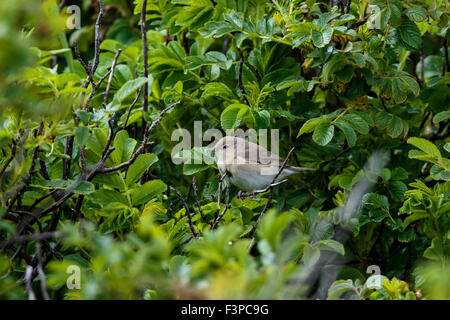 Giardino Trillo Sylvia borin adulto appollaiato in una boccola Foto Stock