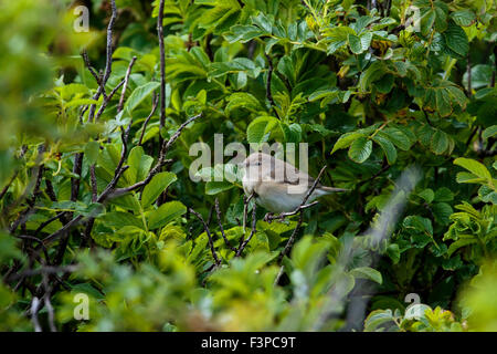 Giardino Trillo Sylvia borin adulto appollaiato in una boccola Foto Stock