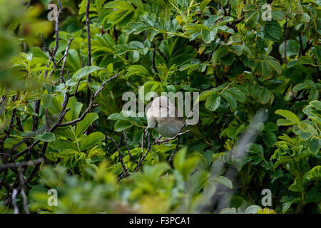 Giardino Trillo Sylvia borin adulto appollaiato in una boccola Foto Stock