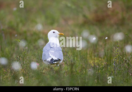 Gabbiano comune, Larus canus, seduto a terra tra erba e erba di cotone e girando verso la telecamera, Kuhmo, in Finlandia Foto Stock