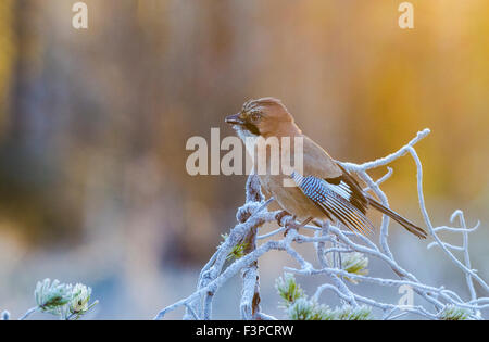 Eurasian Jay Garrulus glandarius, seduti in un gelido pino in una luce calda, Kalvträsk, Västerbotten, Svezia Foto Stock