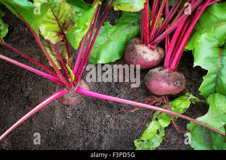 La barbabietola rossa nel terreno Foto Stock