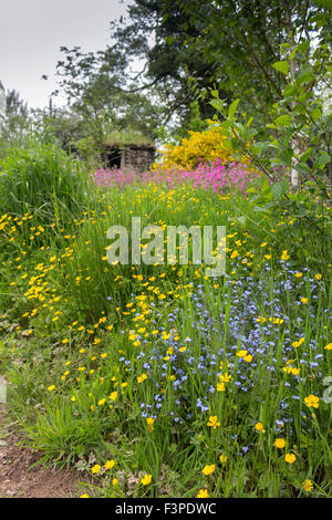 Giardino di fiori selvaggi nella parte anteriore del capanno a Kilnford granai nella periferia di Dumfries Foto Stock