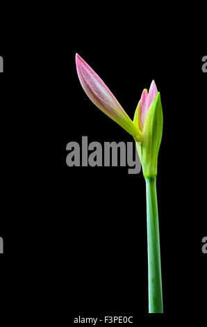 La rottura Amaryllis germoglio di fiore su sfondo nero Foto Stock