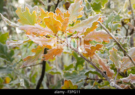 Primo piano di foglie di quercia sotto la brina Foto Stock