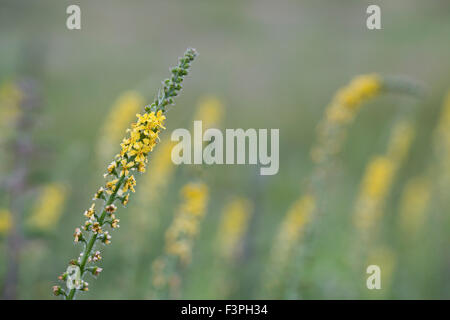 Agrimony; Agrimonia eupatoria. D'estate; Regno Unito Foto Stock