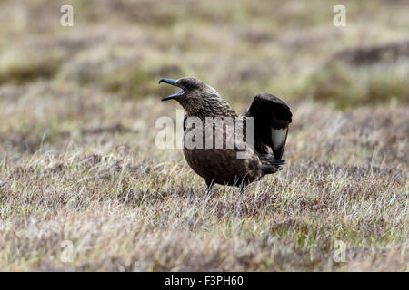 Grande Skua Stercorarius skua adulto visualizzazione e chiamata a brughiera sito nido Foto Stock