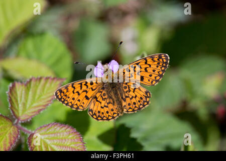 Piccola perla confina Fritillary Butterfly Clossiana selene; singolo su rovo Northumberland, Regno Unito Foto Stock