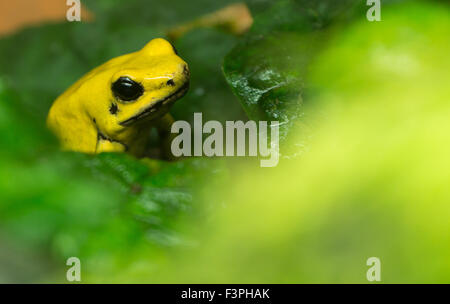 Golden Poison Frog (Phyllobates terribilis) in lo Zoo Nazionale di Washington DC. Foto Stock