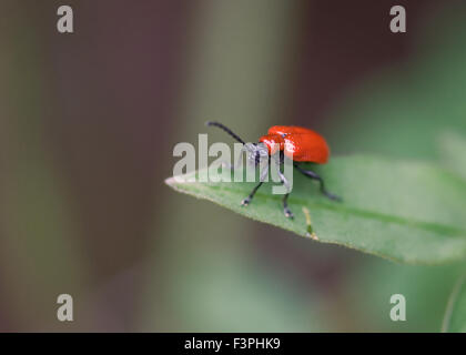 Giglio rosso Beetle, Lilioceris lilii, sulla foglia verde contro uno sfondo scuro Foto Stock