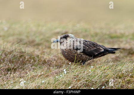 Grande Skua Stercorarius skua adulto su moorland nest site Foto Stock