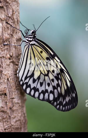 Ninfa struttura Butterfly (Idea leuconoe) trattenere su di un pezzo di corteccia di albero. Foto Stock