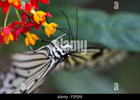 Ninfa struttura Butterfly (Idea leuconoe) Foto Stock