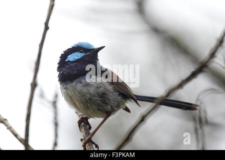 Superba Fairy-wren (Malurus cyaneus) seduto in una boccola in Cape Conran, Victoria, Australia. Foto Stock