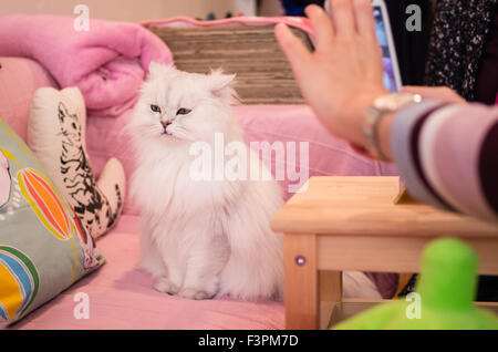 Gatto in posa a Happy cat Neko Cafe in Shibuya, Tokyo, Giappone Foto Stock