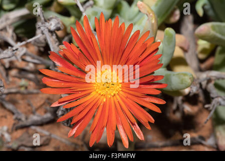 Malephora crocea è una fioritura succulenta del Knersvlakte vicino Vanrhynsdorp Foto Stock