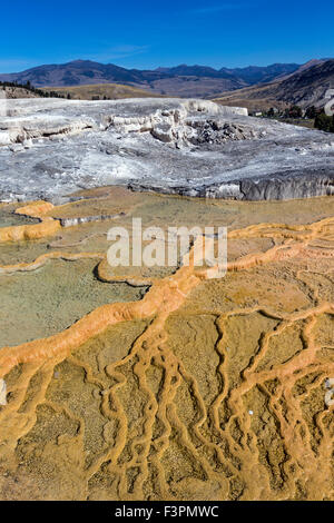 Mammoth Hot Springs; il Parco Nazionale di Yellowstone; Wyoming; USA Foto Stock