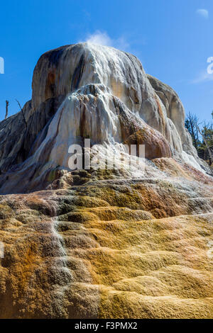 Molla di Orange Mound; Mammoth Hot Springs; il Parco Nazionale di Yellowstone; Wyoming; USA Foto Stock