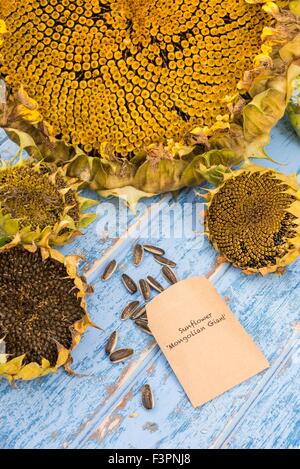 Salvataggio e memorizzazione dei semi di girasole. Foto Stock