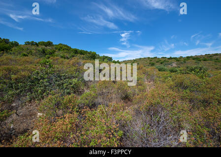 La macchia mediterranea del deserto des Agriates tra Lotu beach e Spiaggia di Saleccia, Corsica, Francia Foto Stock