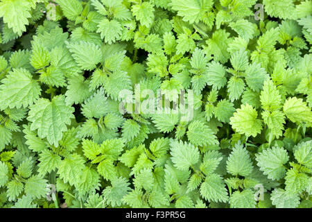 Ortica (Urtica dioica) Foto Stock