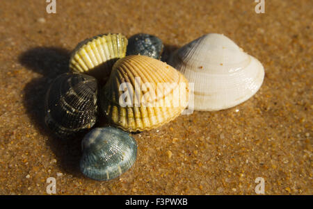 Gruppo di vongole fresche e cardidi su sabbia Foto Stock
