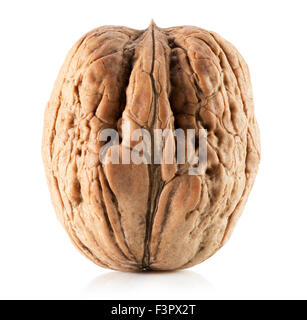 Noce isolata su uno sfondo bianco. Foto Stock