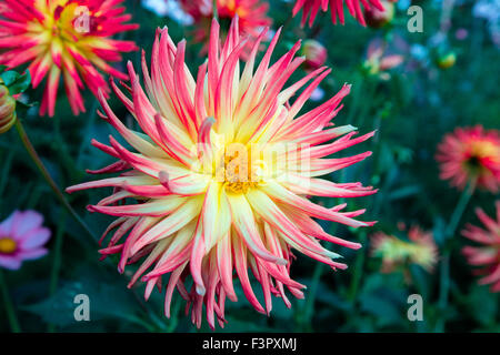 Punta rosa Fiore Dahlia in un confine erbacee. Foto Stock