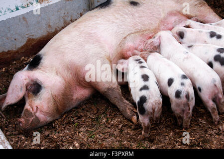 Sette Gloucestershire Old Spots di suinetti di alimentazione dalla scrofa Foto Stock