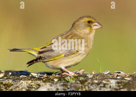 Unione verdone, arroccata su una roccia, Campania, Italia (Carduelis chloris) Foto Stock