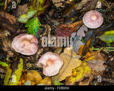 Lilla Funghi del cofano, Mycena pura, Mycenaceae. Un bosco di comuni funghi coltivati in inglese in un freddo umido forest Foto Stock