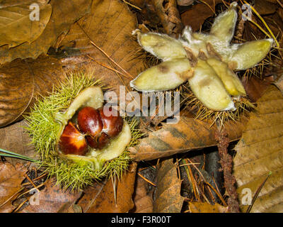 Castagne sul pavimento di un bosco Foto Stock