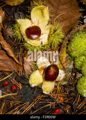 Castagne sul pavimento di un bosco Foto Stock