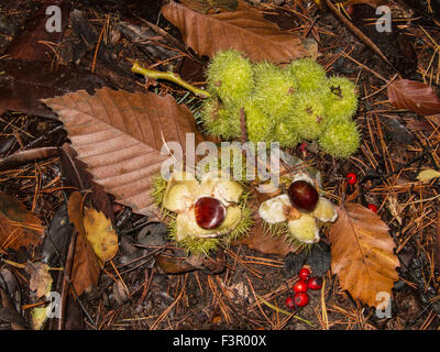 Castagne sul pavimento di un bosco Foto Stock