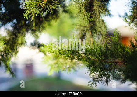 Ramo di giovani in primavera da europeo Larice (Larix decidua) Foto Stock