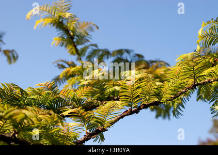 Metasequoia glyptostroboides, albero di sequoia Dawn, primo piano di foglie Foto Stock