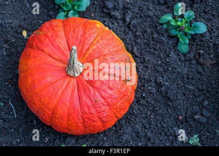 Grande zucca in giardino Foto Stock