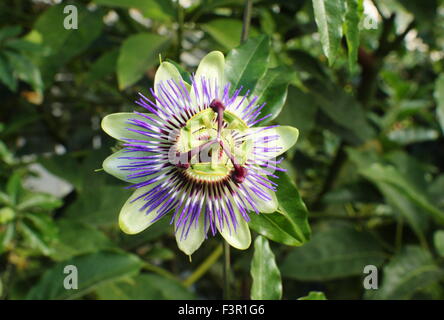 Un fiore della passione (Passiflora) fiore fiorisce in una serra dello Yorkshire, Inghilterra, Regno Unito Foto Stock