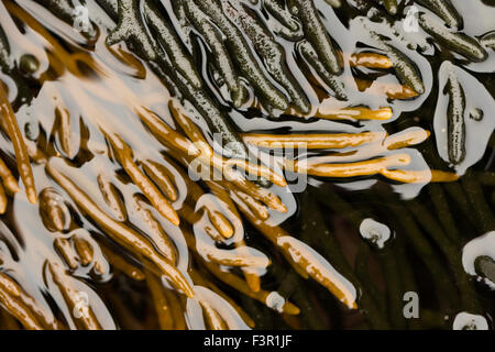 Il chiaro e lo scuro verde alghe in bassa marea Foto Stock