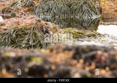 Le alghe in bassa marea Foto Stock