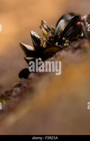 Cozze aggregato su rock Foto Stock