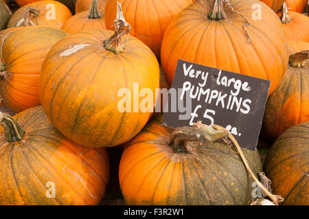 Zucche di grandi dimensioni per la vendita durante il mese di ottobre prima della tradizionale festa di Halloween. Foto Stock