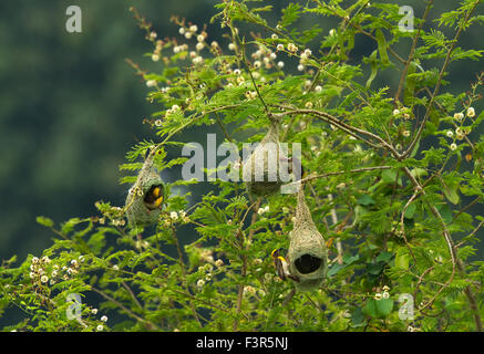 Il Ploceidae o tessitori, sono piccoli uccelli passerine correlata alla fringuelli. Queste sono seme-mangiare gli uccelli con fatture conica Foto Stock