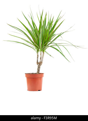 Dracaena decorazione in un vaso di fiori isolati su bianco Foto Stock