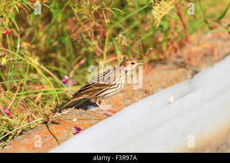 Petchora Pipit (Anthus gustavi) in Giappone Foto Stock