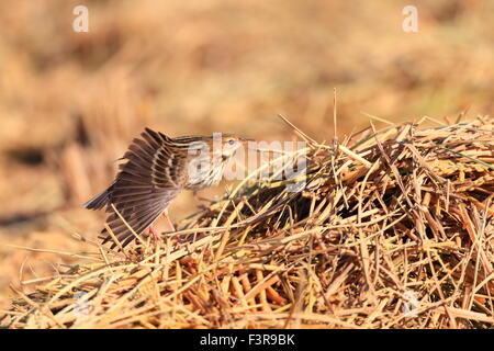 Petchora Pipit (Anthus gustavi) in Giappone Foto Stock