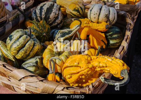 Mini Squash e zucche di varia forma e colore visualizzato in un cesto di vimini a country fair Foto Stock