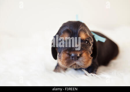 Nero e marrone English cocker spaniel cucciolo dieci giorni età Foto Stock