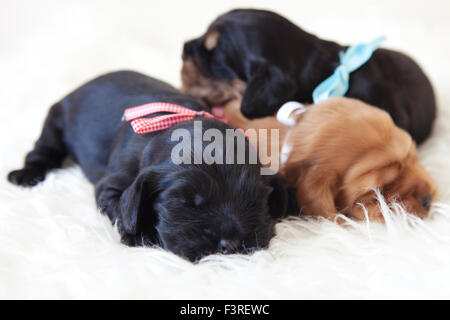 Sleeping cuccioli di inglese cocker spaniel su un soffice pelliccia bianca Foto Stock